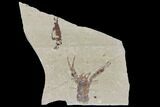 Fossil Lobster (Pseudostacus) Pos/Neg - Lebanon #112648-3